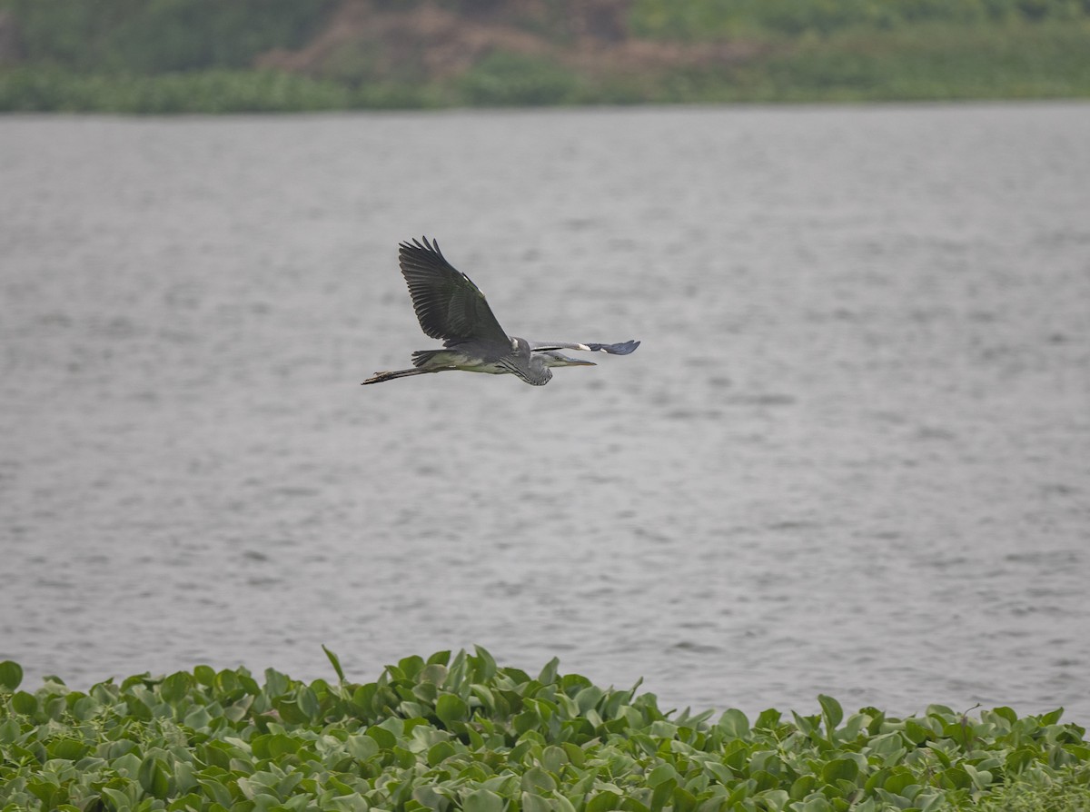 Gray Heron - Rakesh Das
