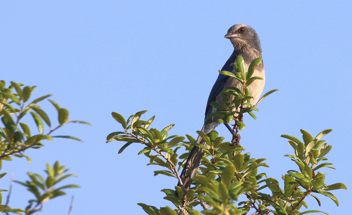 Florida Scrub-Jay - ML338960971