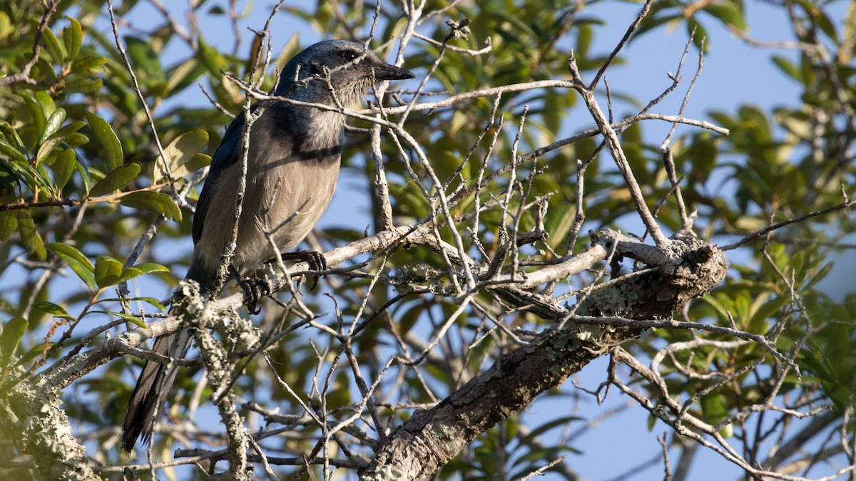 Florida Scrub-Jay - ML338961171