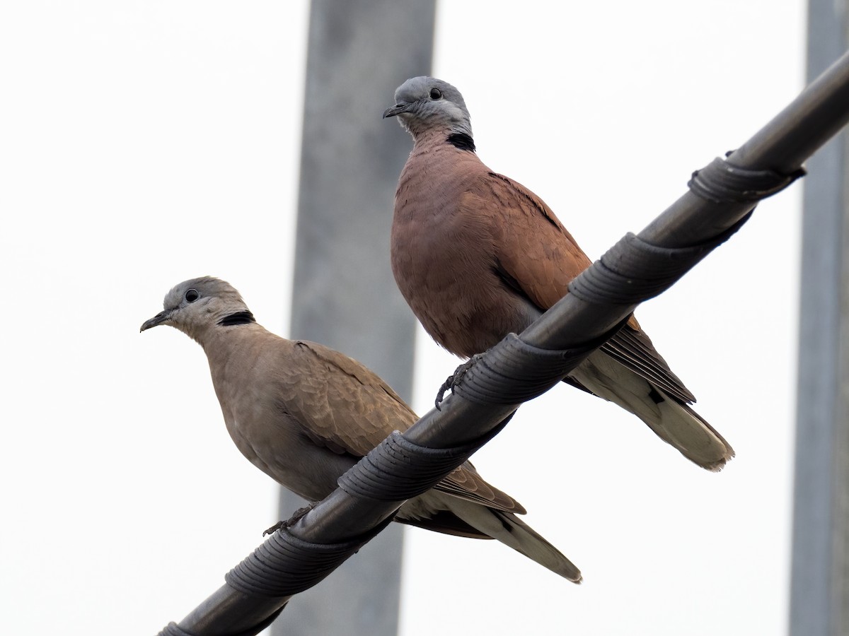 Red Collared-Dove - ML338961191