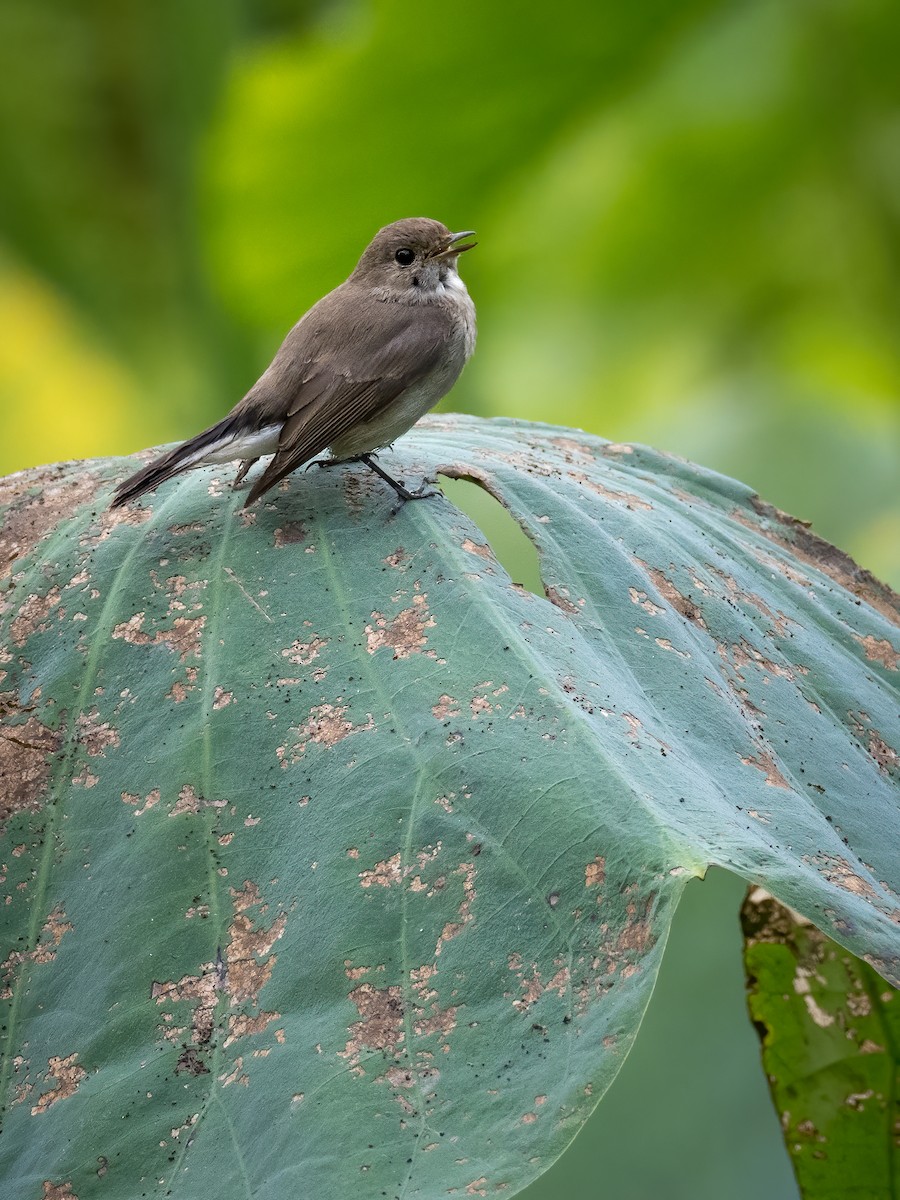 Taiga Flycatcher - ML338961211