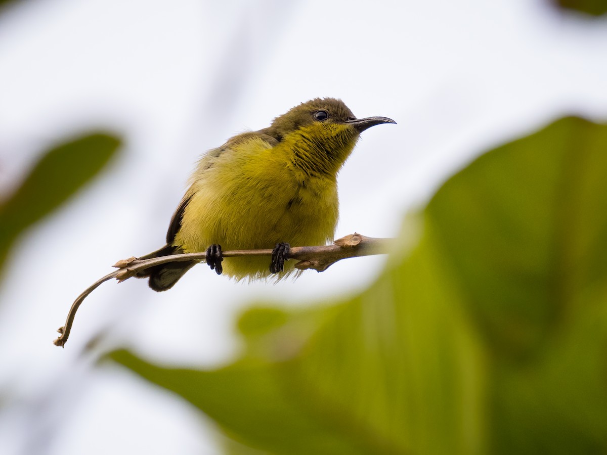 Ornate Sunbird - ML338961221