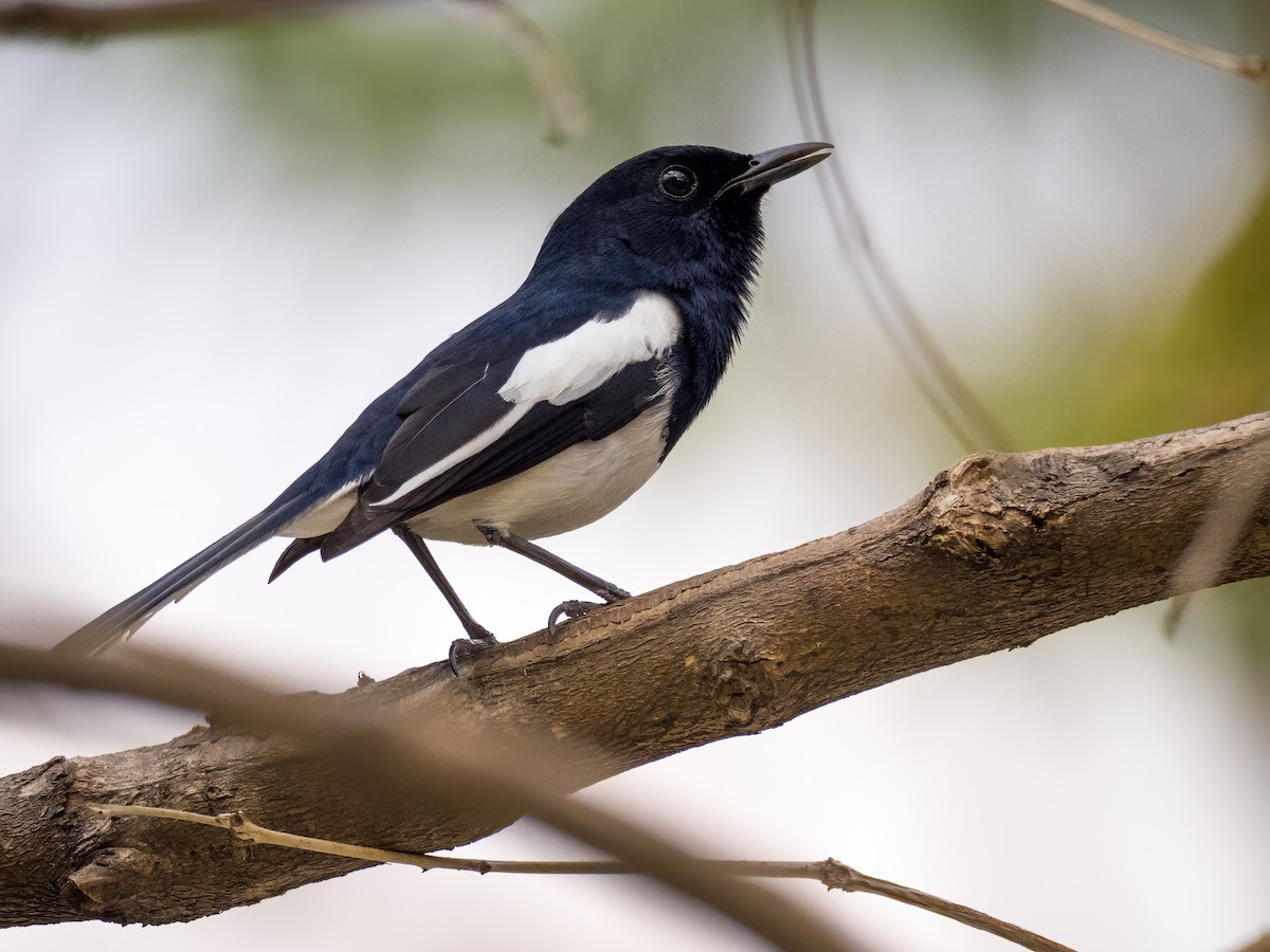 Oriental Magpie-Robin - ML338961271