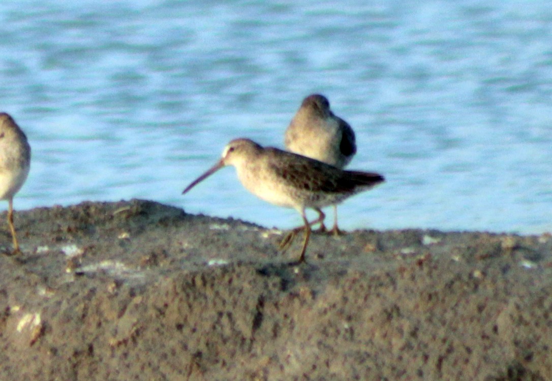 Short-billed Dowitcher - ML338961311