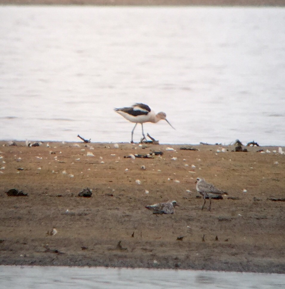 Avocette d'Amérique - ML33896181