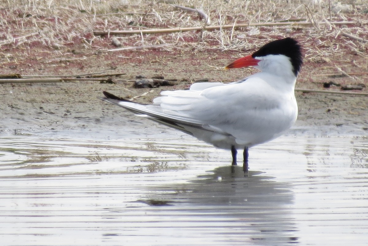 Caspian Tern - ML338963001