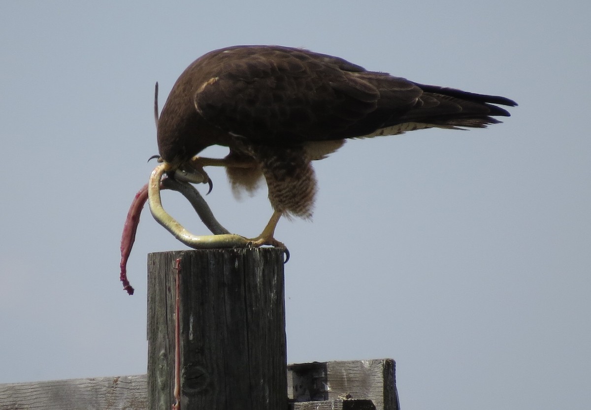 Swainson's Hawk - ML338963431