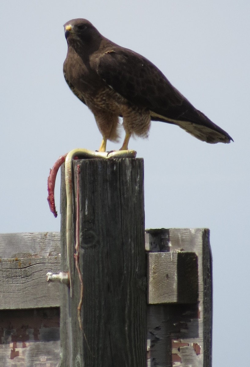 Swainson's Hawk - ML338963441