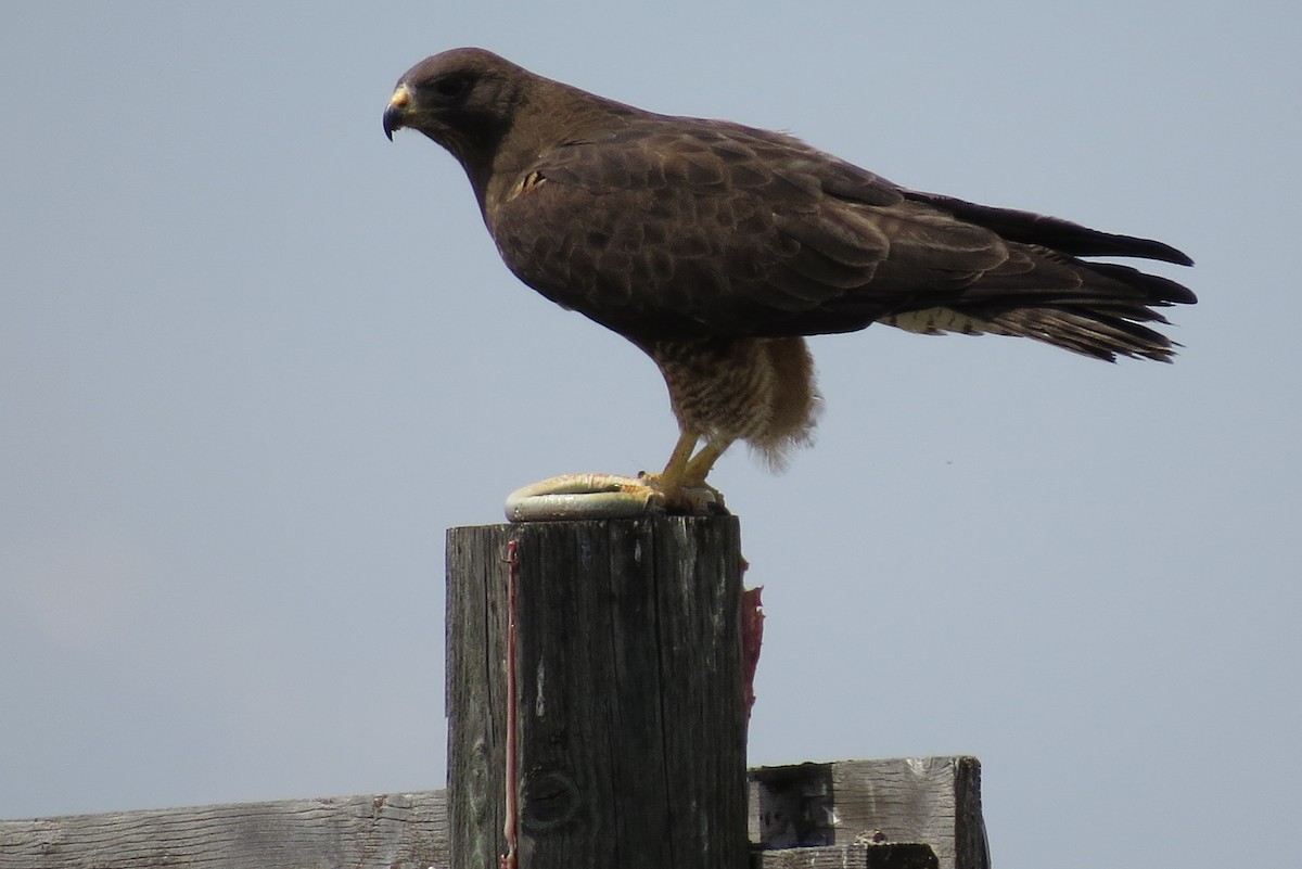 Swainson's Hawk - ML338963451