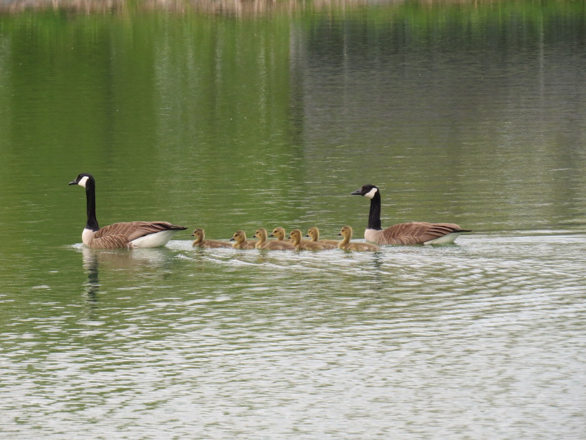 Canada Goose - ML338963711