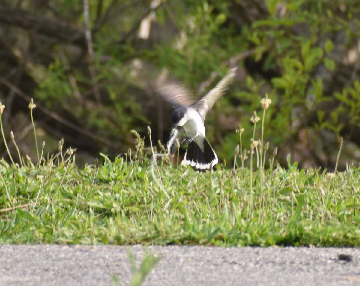 Eastern Kingbird - ML338964351