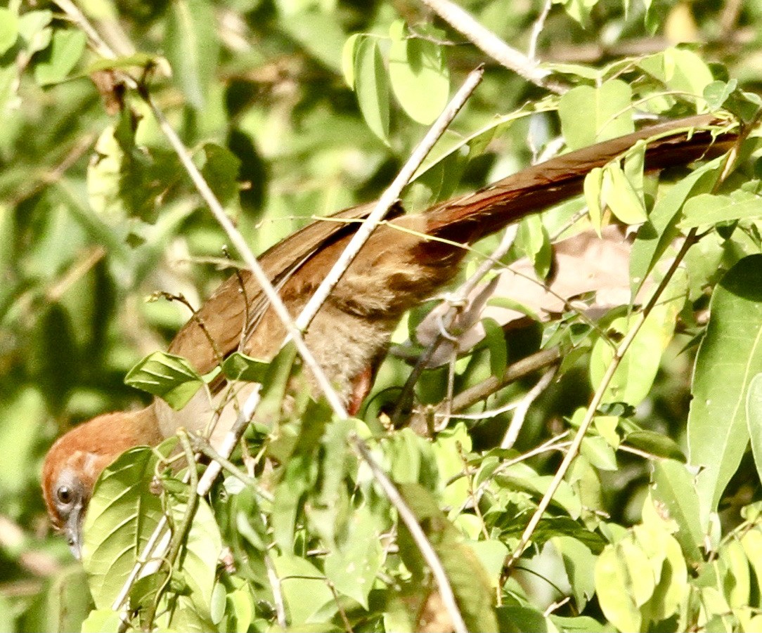 Chachalaca Guayanesa - ML338966311