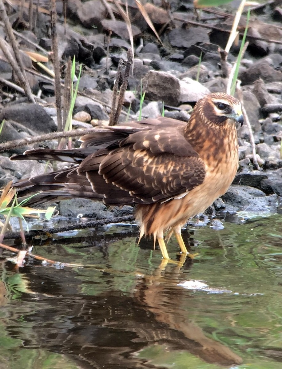 Northern Harrier - ML33896861