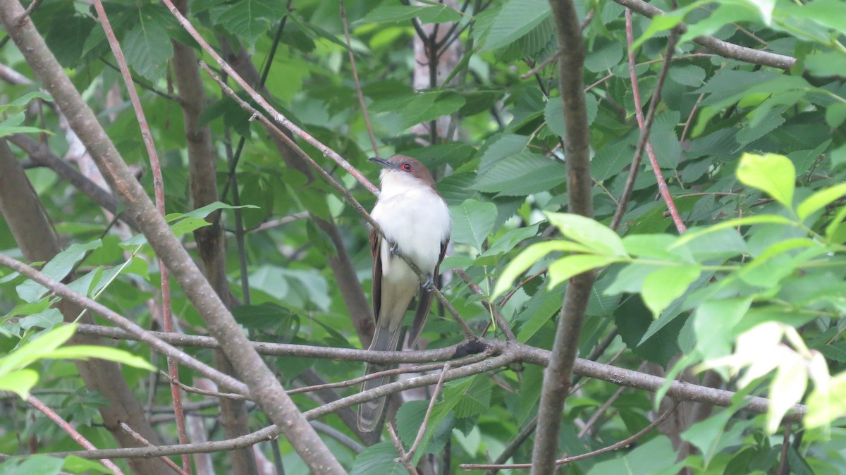 Black-billed Cuckoo - Eddie Owens