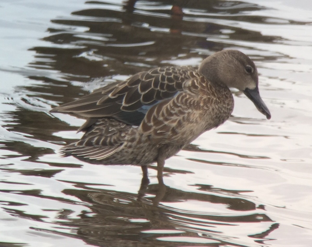 Blue-winged Teal - ML33896961