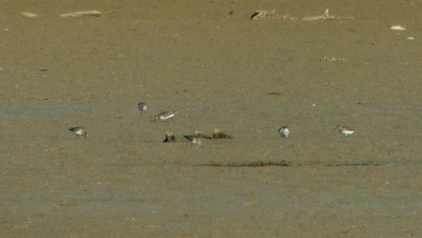 White-rumped Sandpiper - ML33897001