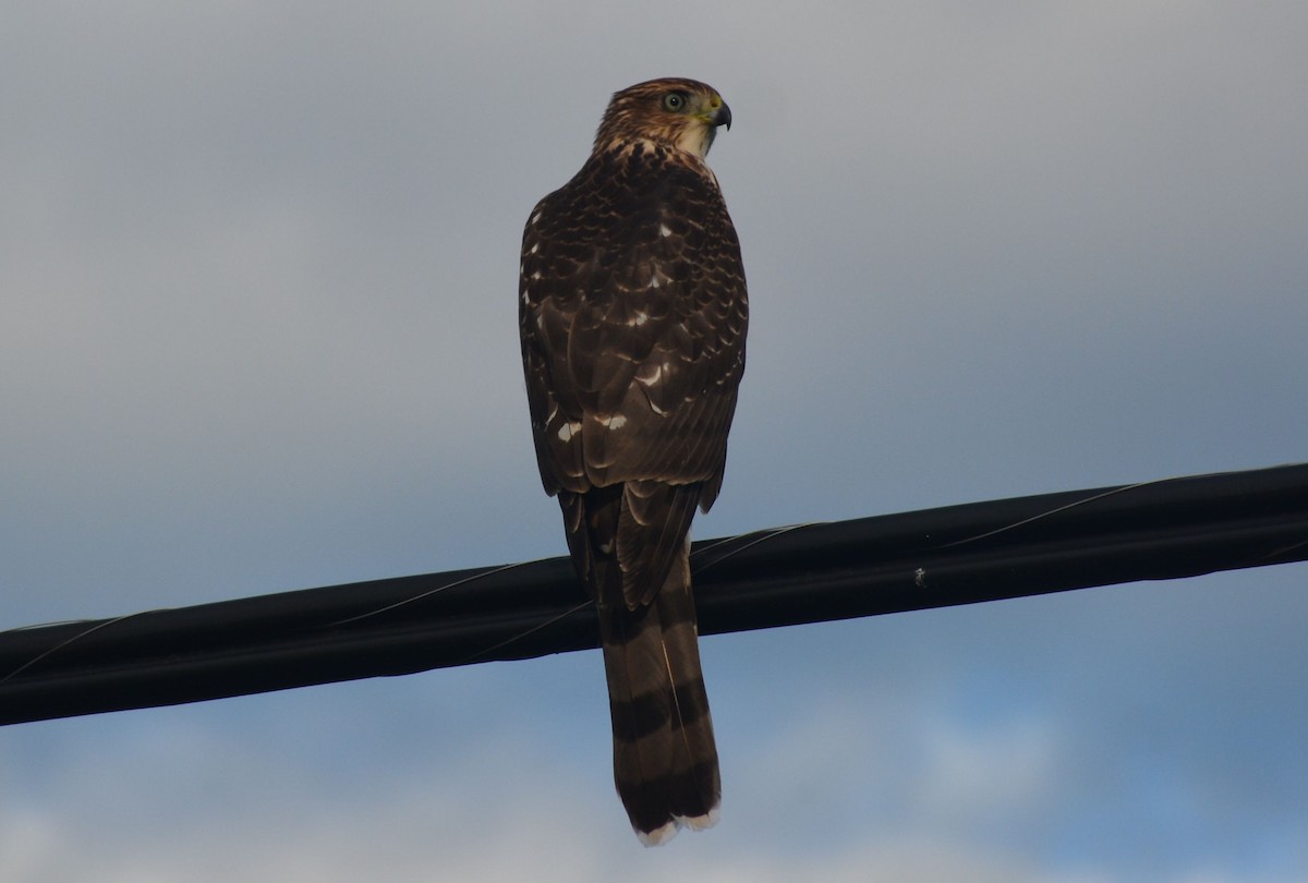 Cooper's Hawk - ML33897021