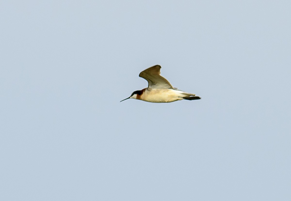 Phalarope de Wilson - ML338970361