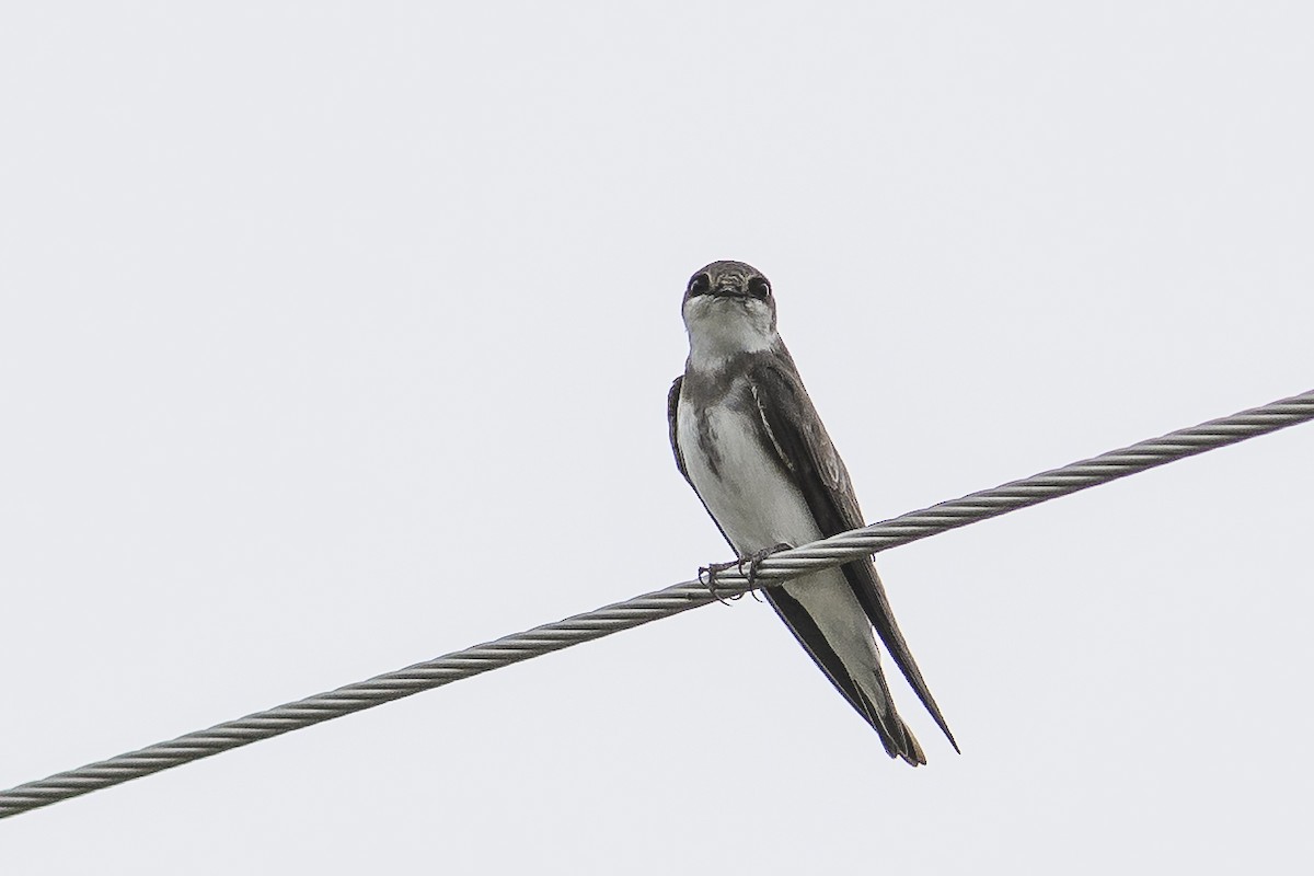 Bank Swallow - ML338970671