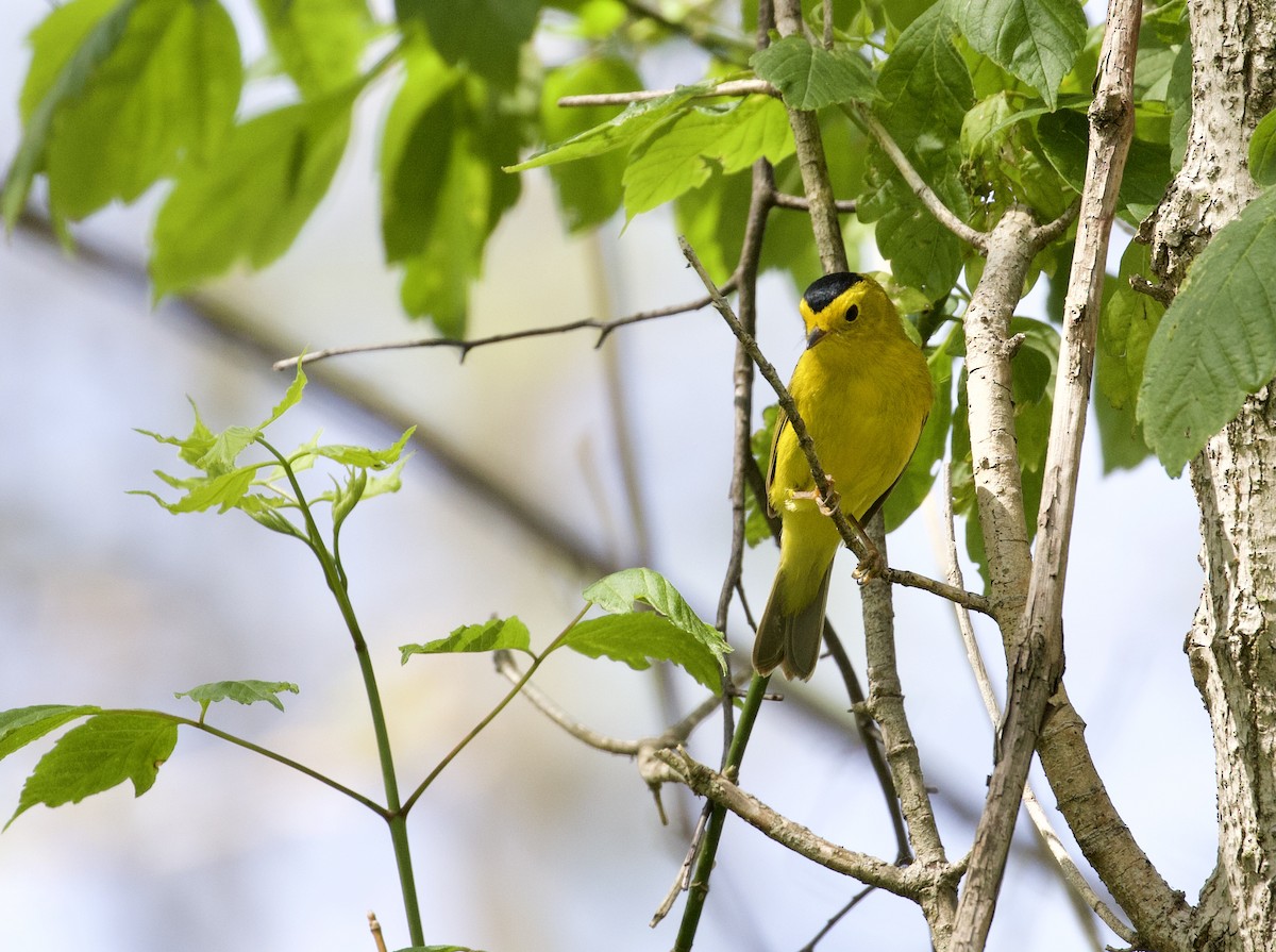 Wilson's Warbler - ML338971041