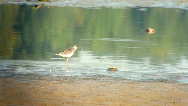 Greater Yellowlegs - ML33897131
