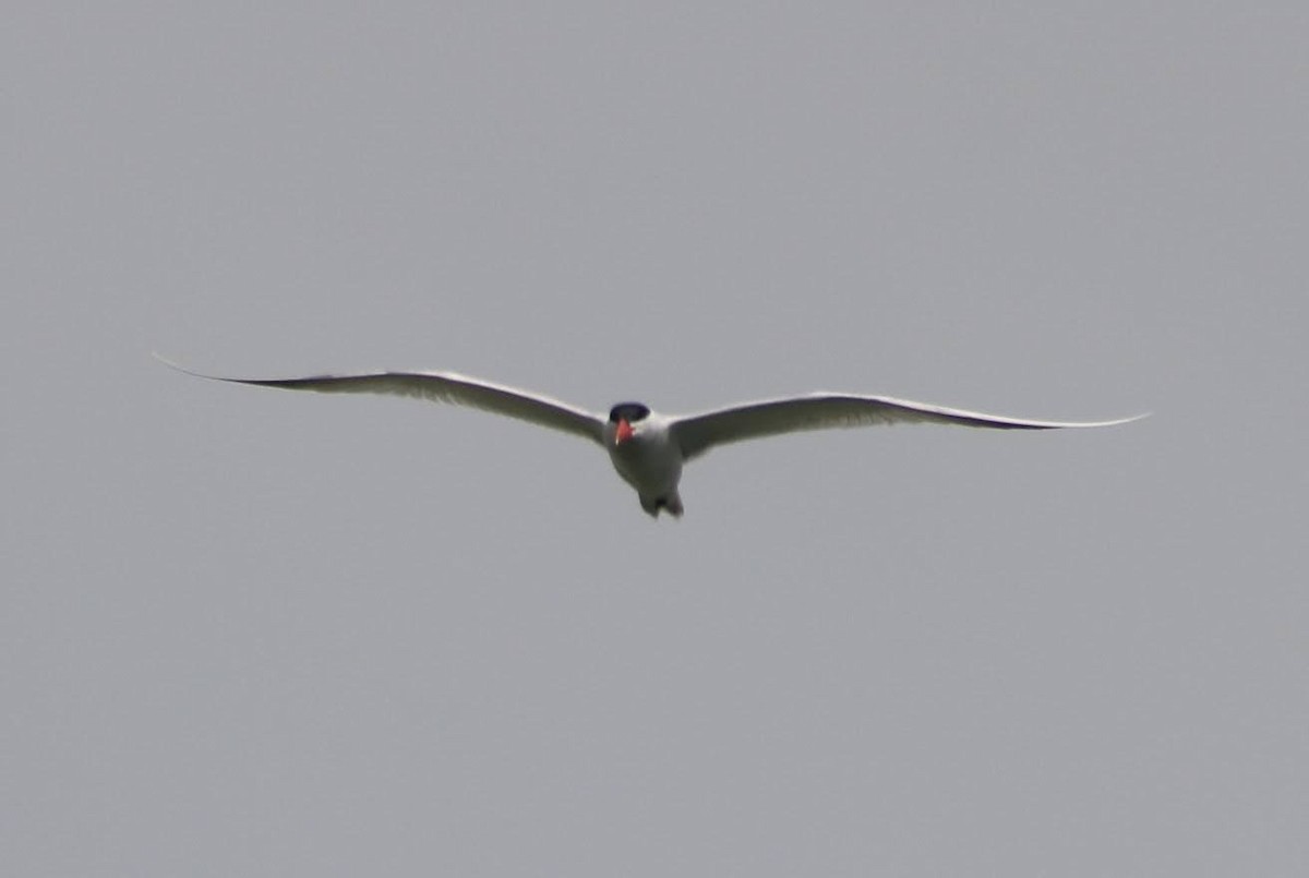 Caspian Tern - ML338972301