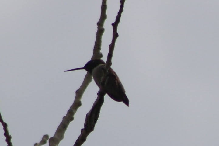 hummingbird sp. - ML338972441