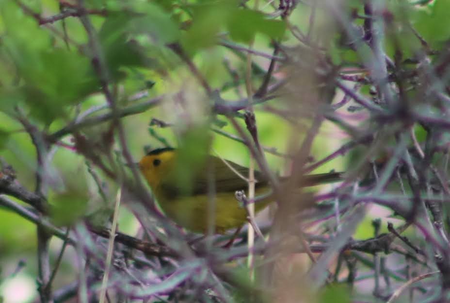 Wilson's Warbler - ML338972721