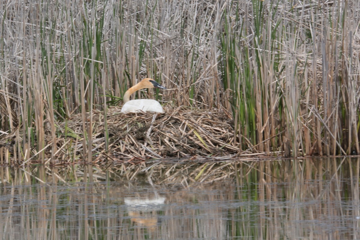 Trumpeter Swan - ML338972981