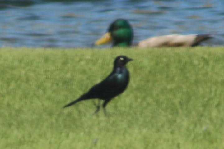 Brewer's Blackbird - ML338973151
