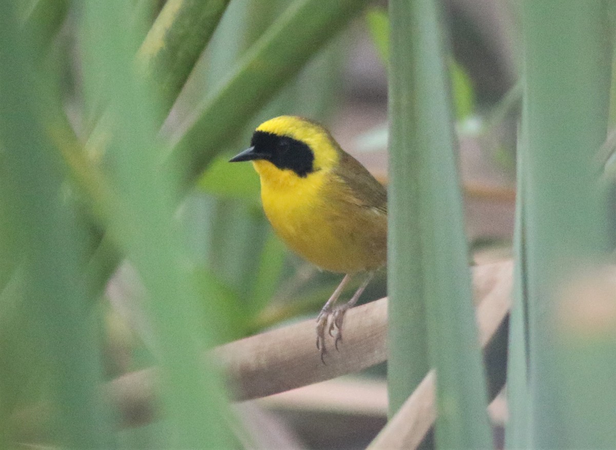 Altamira Yellowthroat - Amy McAndrews