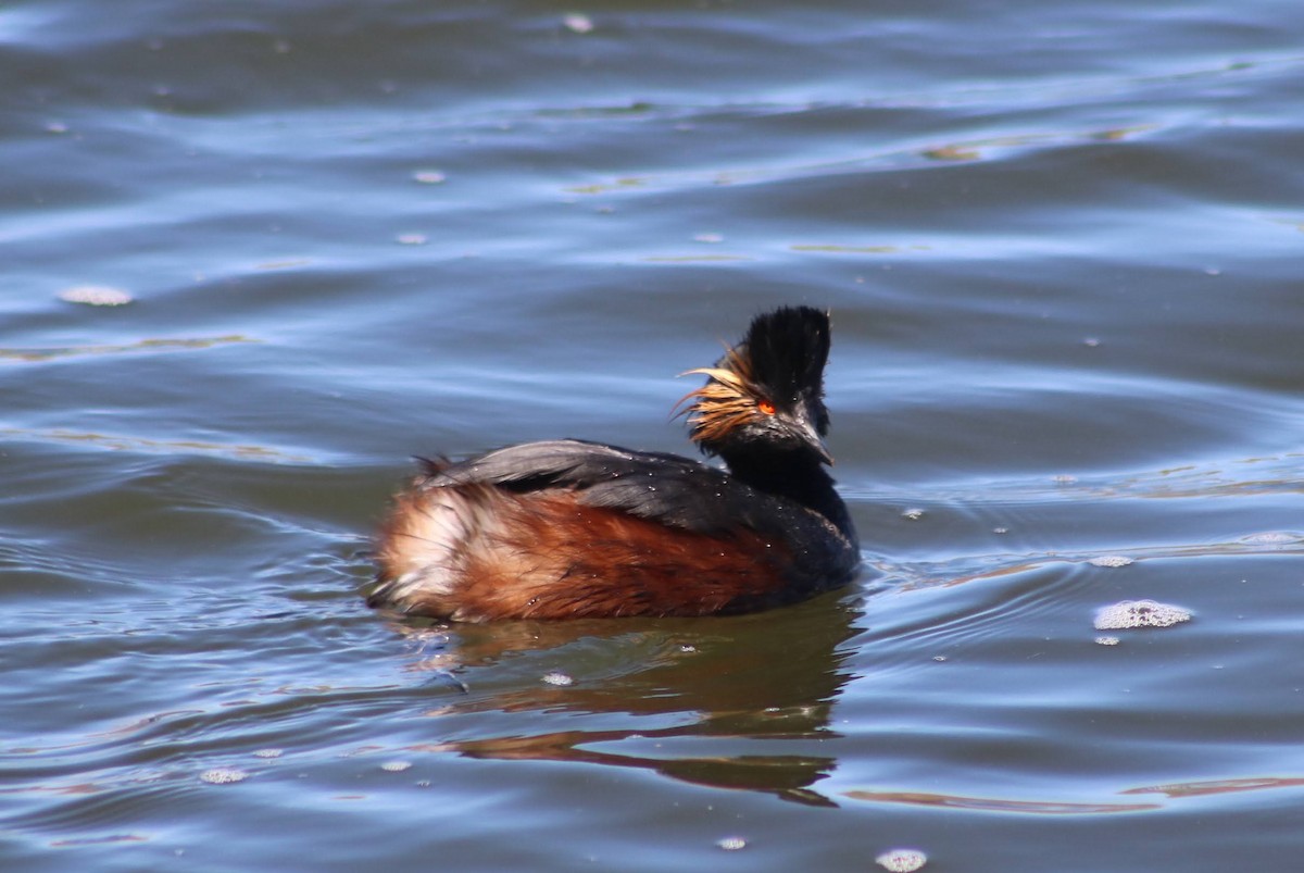 Eared Grebe - ML338973361