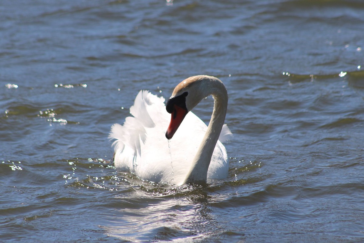 Cygne tuberculé - ML338973411