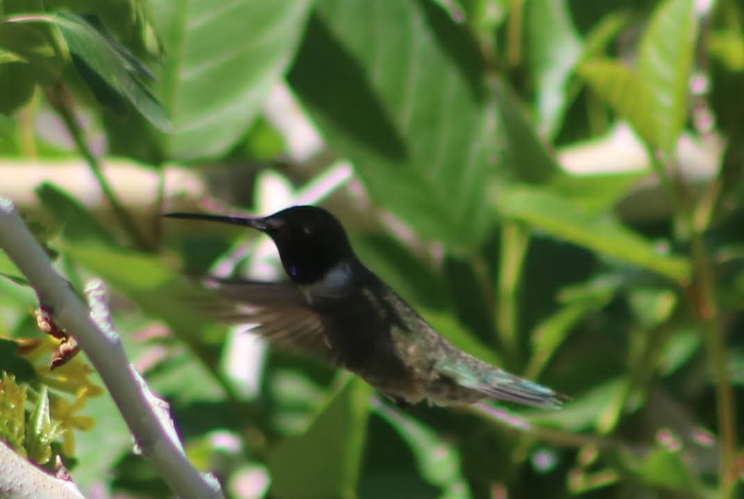 Black-chinned Hummingbird - ML338973581