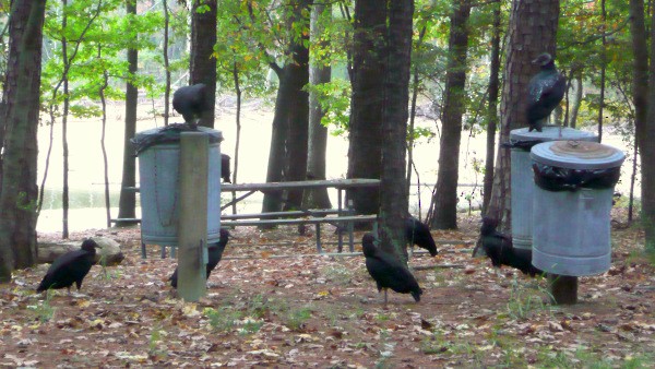 Black Vulture - ML33897381