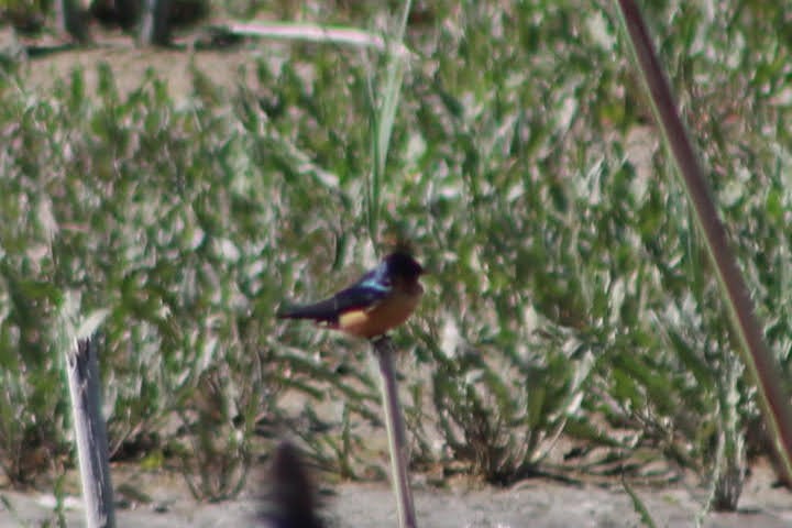 Barn Swallow - ML338973851