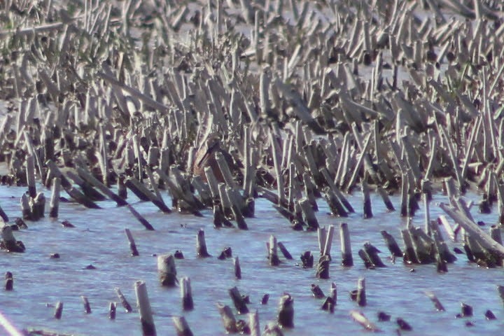Long-billed Dowitcher - ML338974151