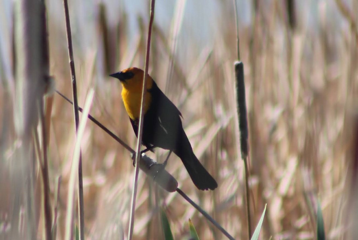 Yellow-headed Blackbird - ML338974311
