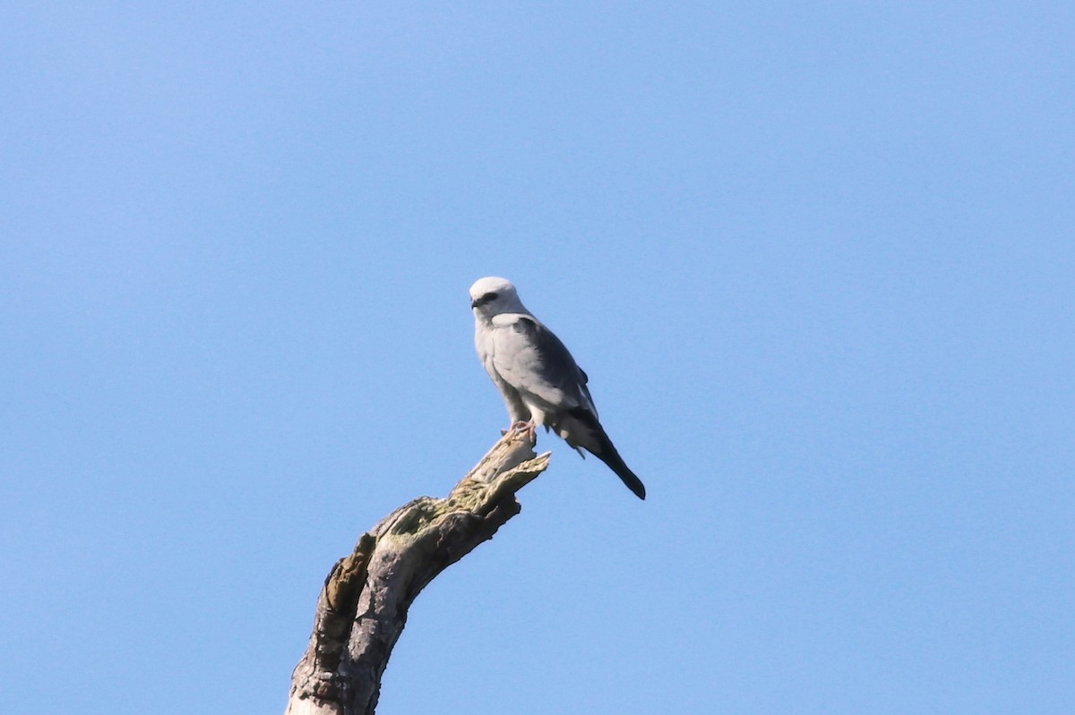 Mississippi Kite - ML338974711