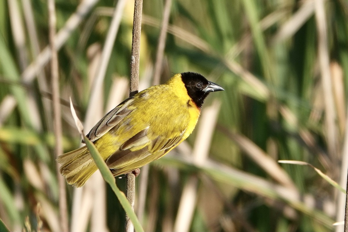 Black-headed Weaver - ML338975391