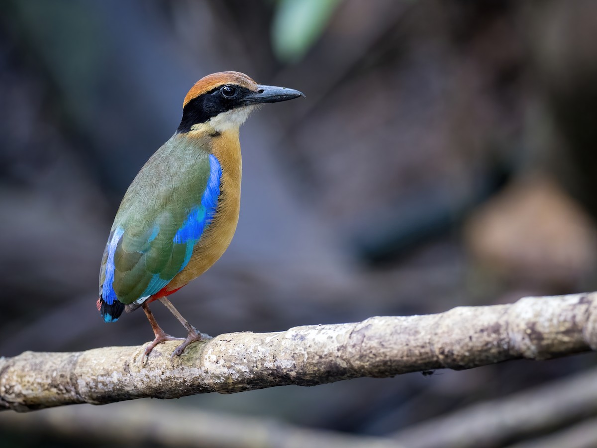 Mangrove Pitta - Anonymous