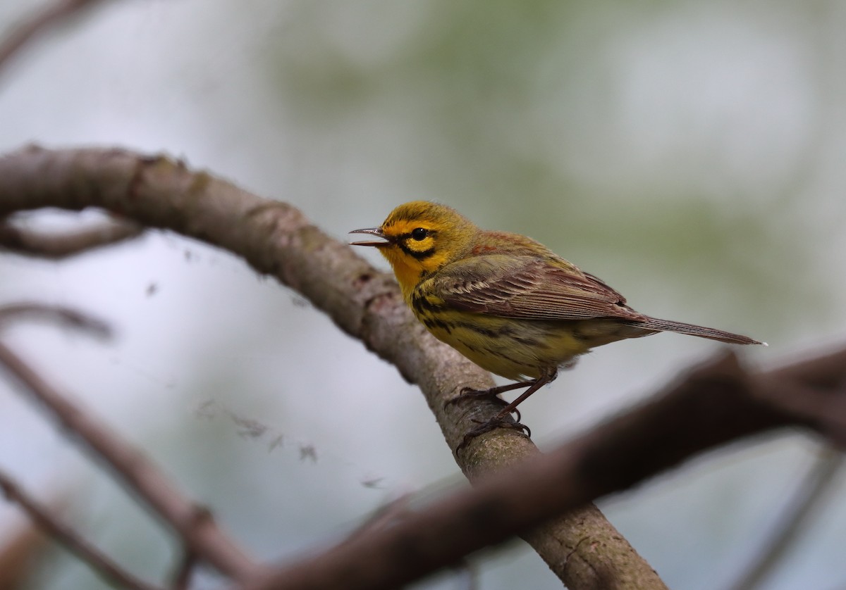 lesňáček pokřovní - ML338975671