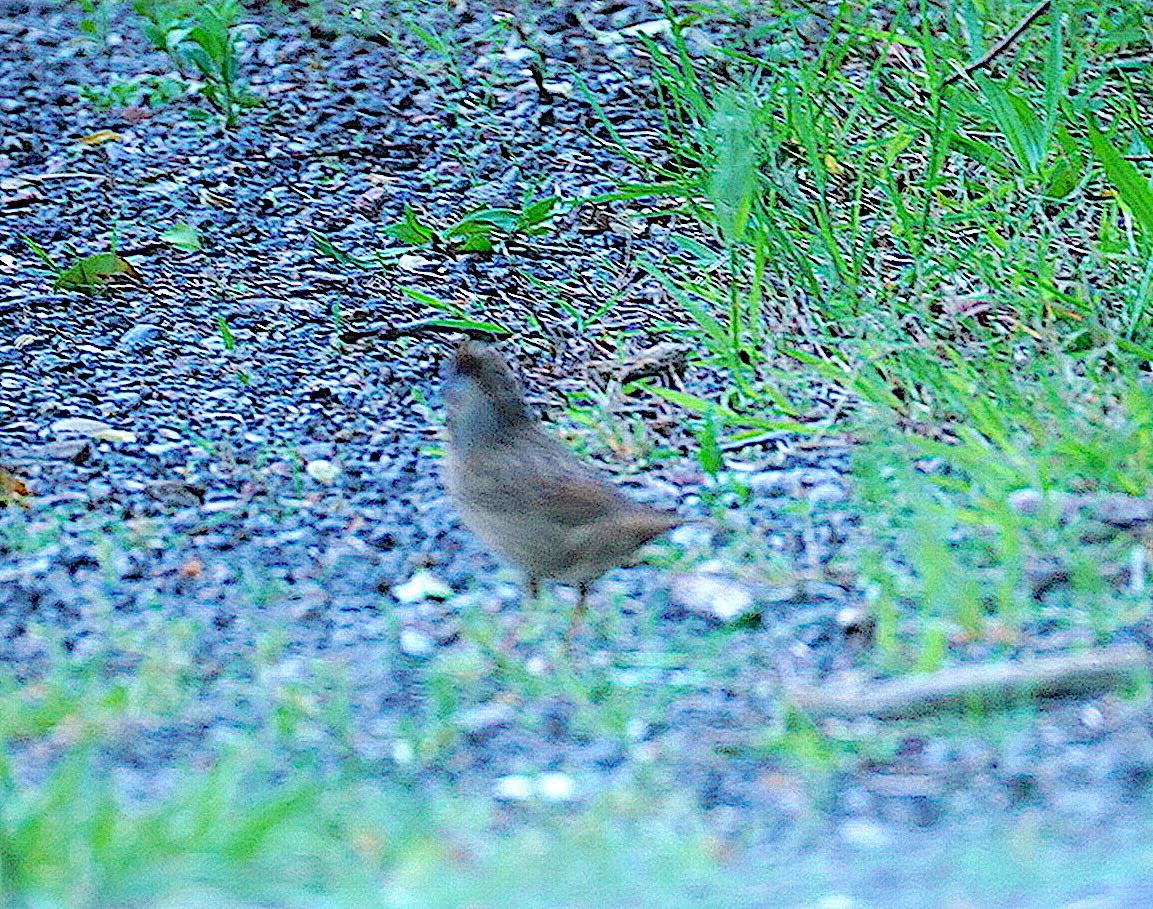 Lincoln's Sparrow - ML338975931