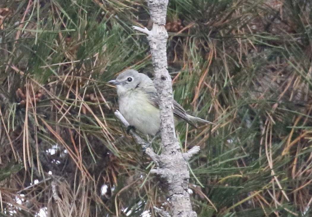 Cassin's Vireo - ML338977441