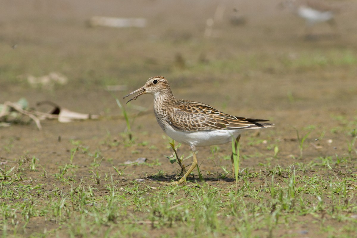 Pectoral Sandpiper - ML33897761
