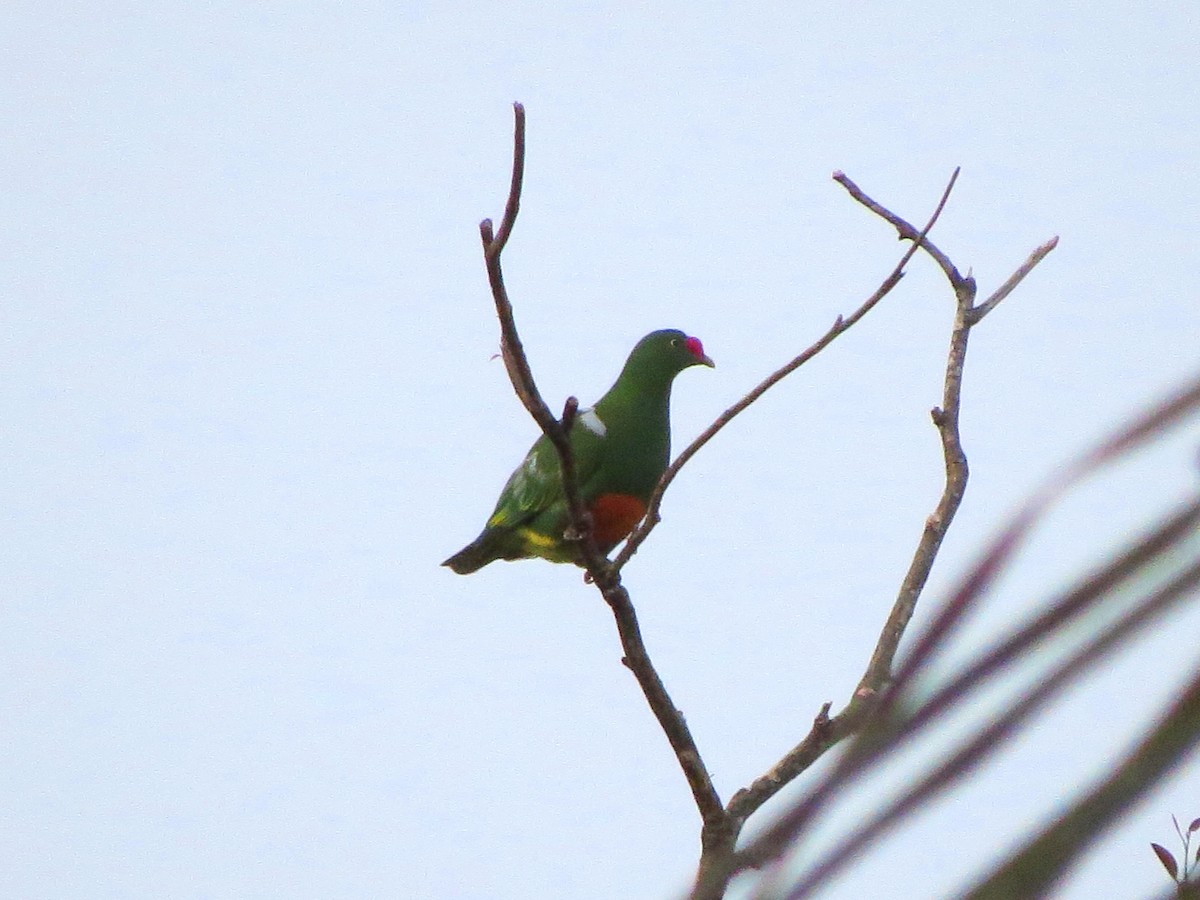 Knob-billed Fruit-Dove - ML338978031