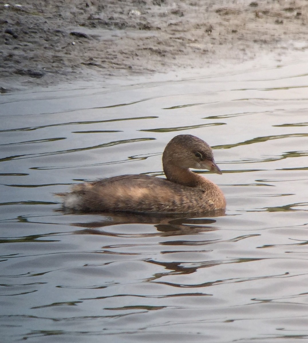 Pied-billed Grebe - ML33898011