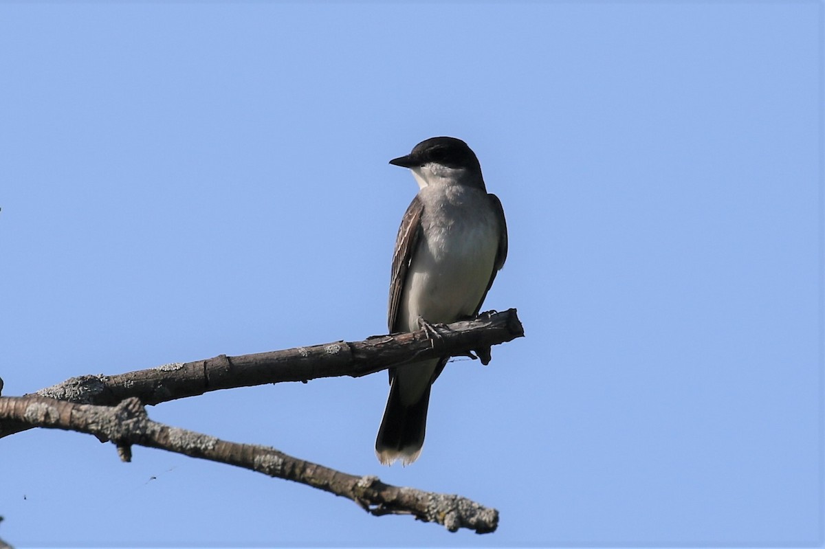 Eastern Kingbird - ML338981671