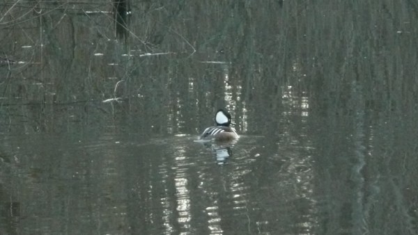 Hooded Merganser - ML33898171