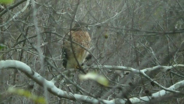 Red-shouldered Hawk - ML33898191